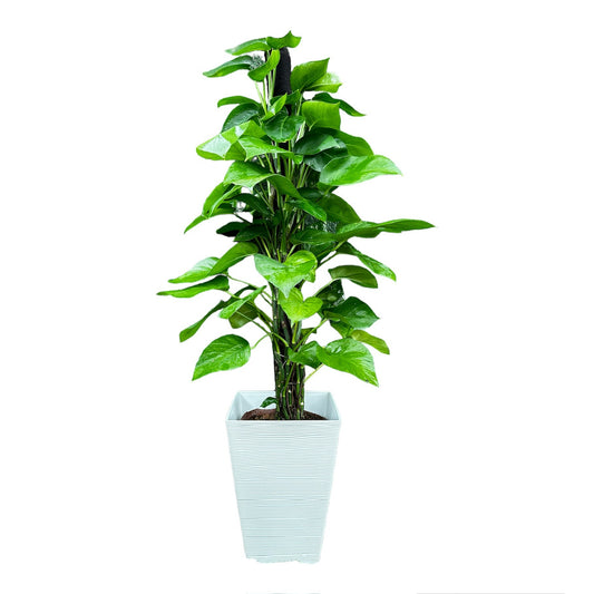 Money Plant (4ft)