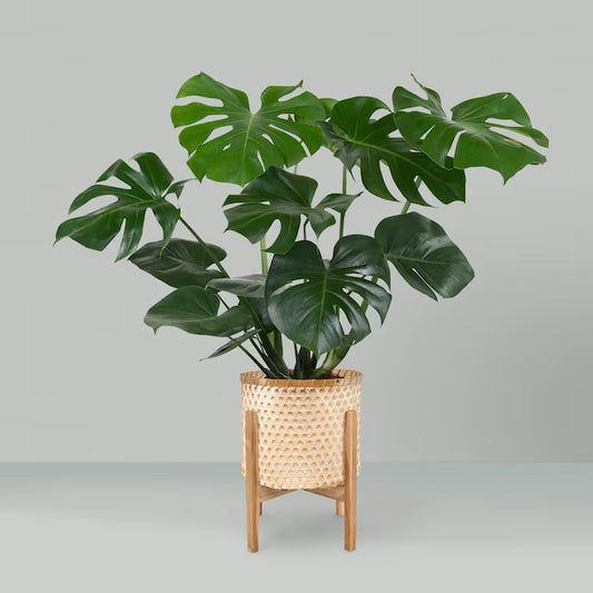 Monstera Deliciosa