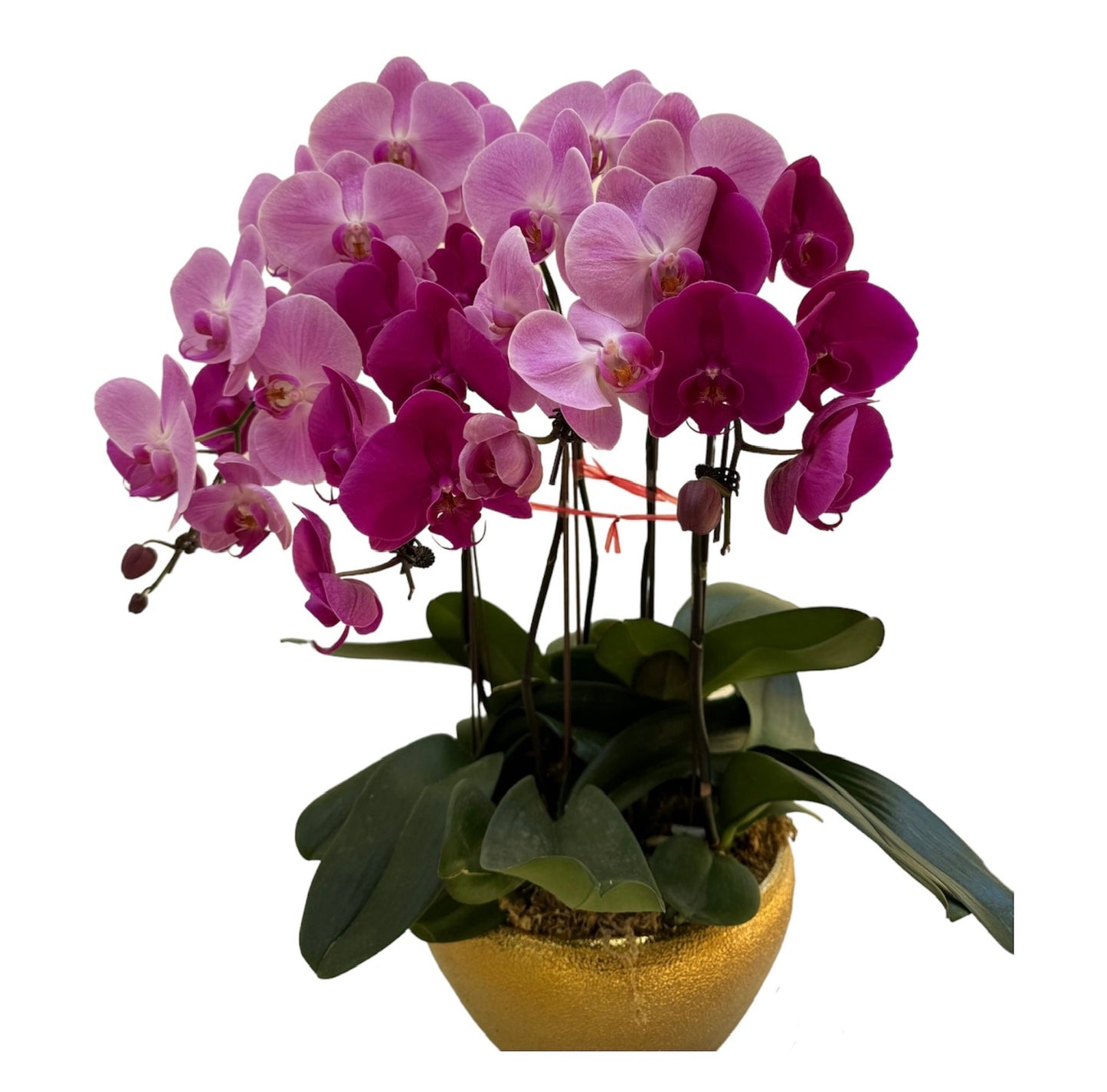 Purple Orchid (5 Stalk)