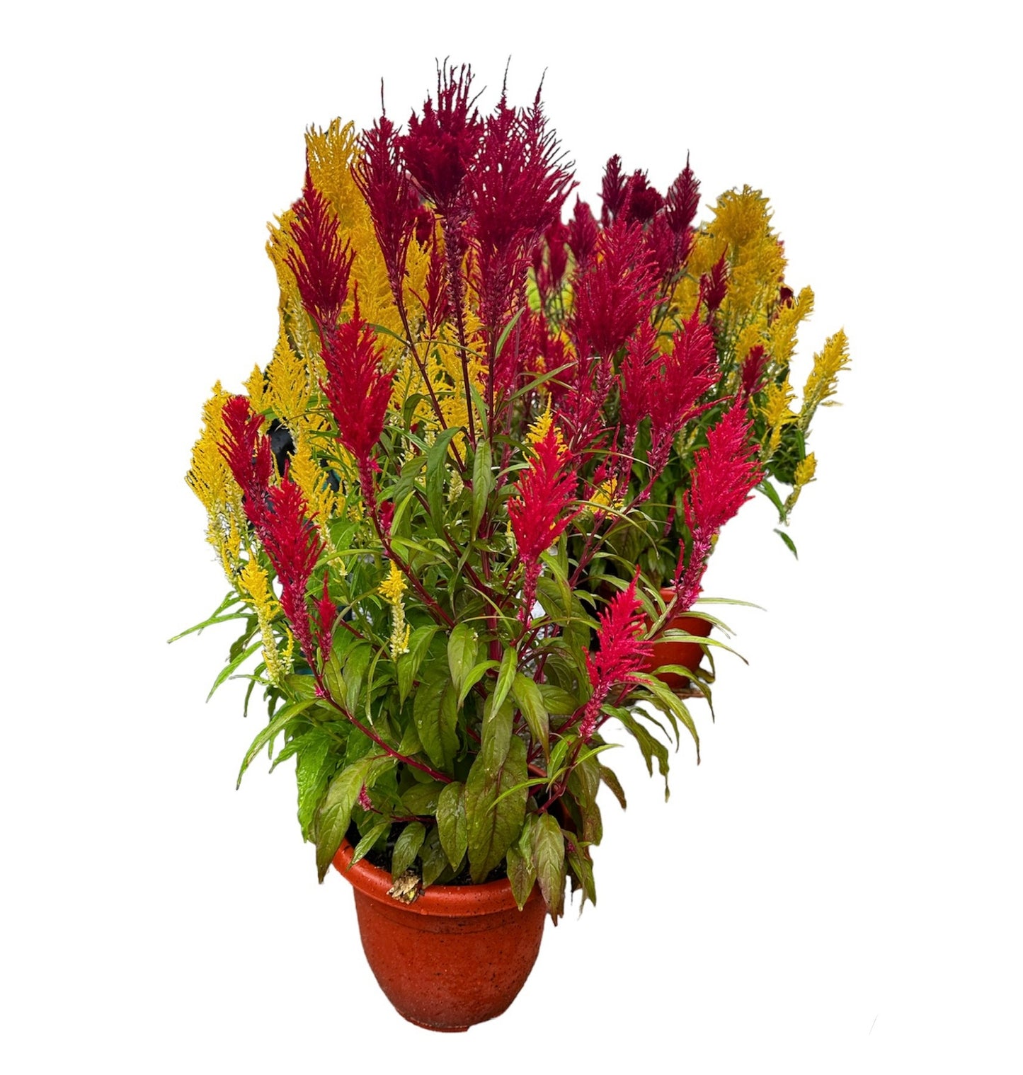 Celosia (2in1)