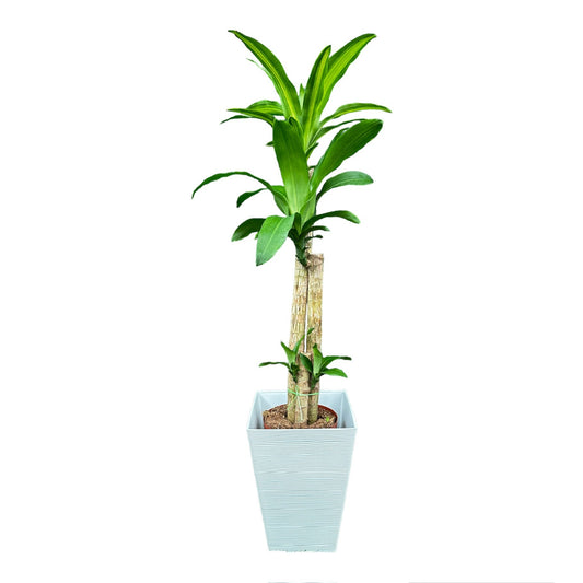 Dracaena Fragran (Multi Stems 3ft)