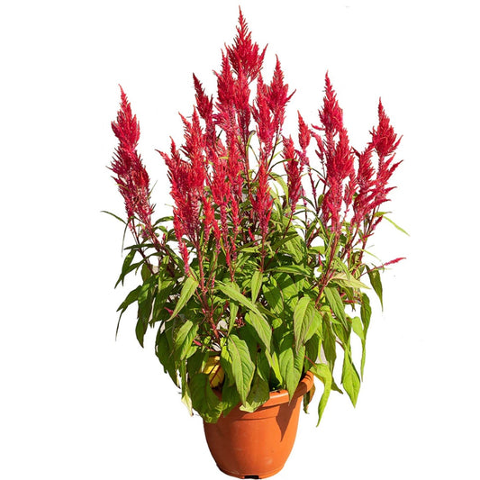 Celosia (Red)