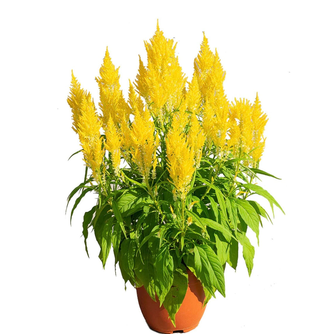 Celosia (Yellow)