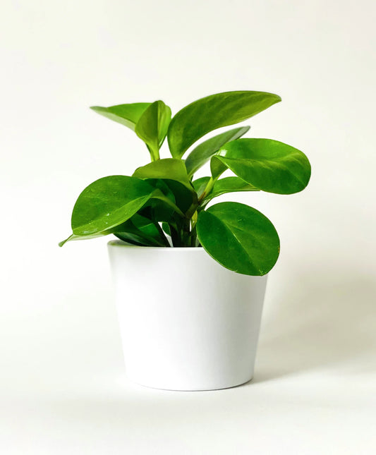 Peperomia