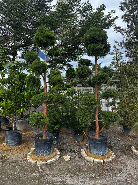 Twin Podocarpus Bonsai