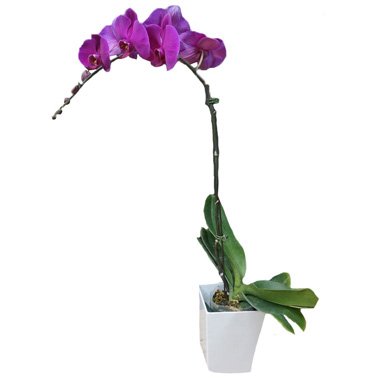 Purple Orchid