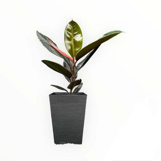 Ficus Elastica Burgundy