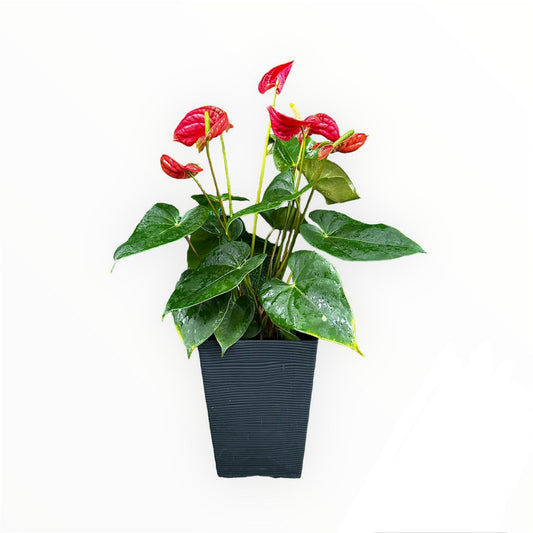 Anthurium Flamingo Red