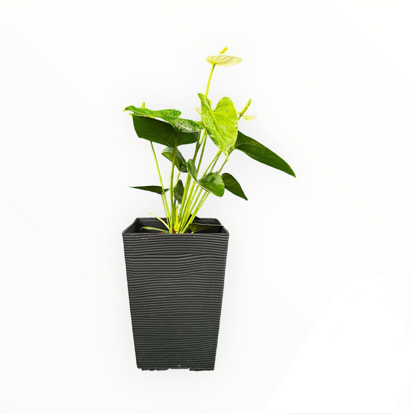 Anthurium White