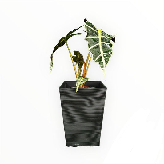 Alocasia Amazonica