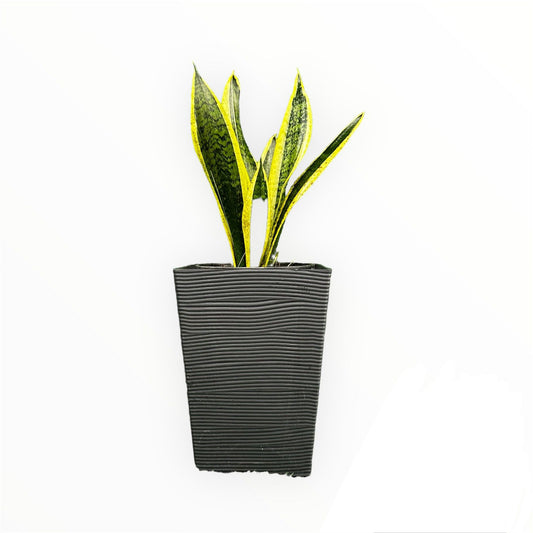 Sansevieria