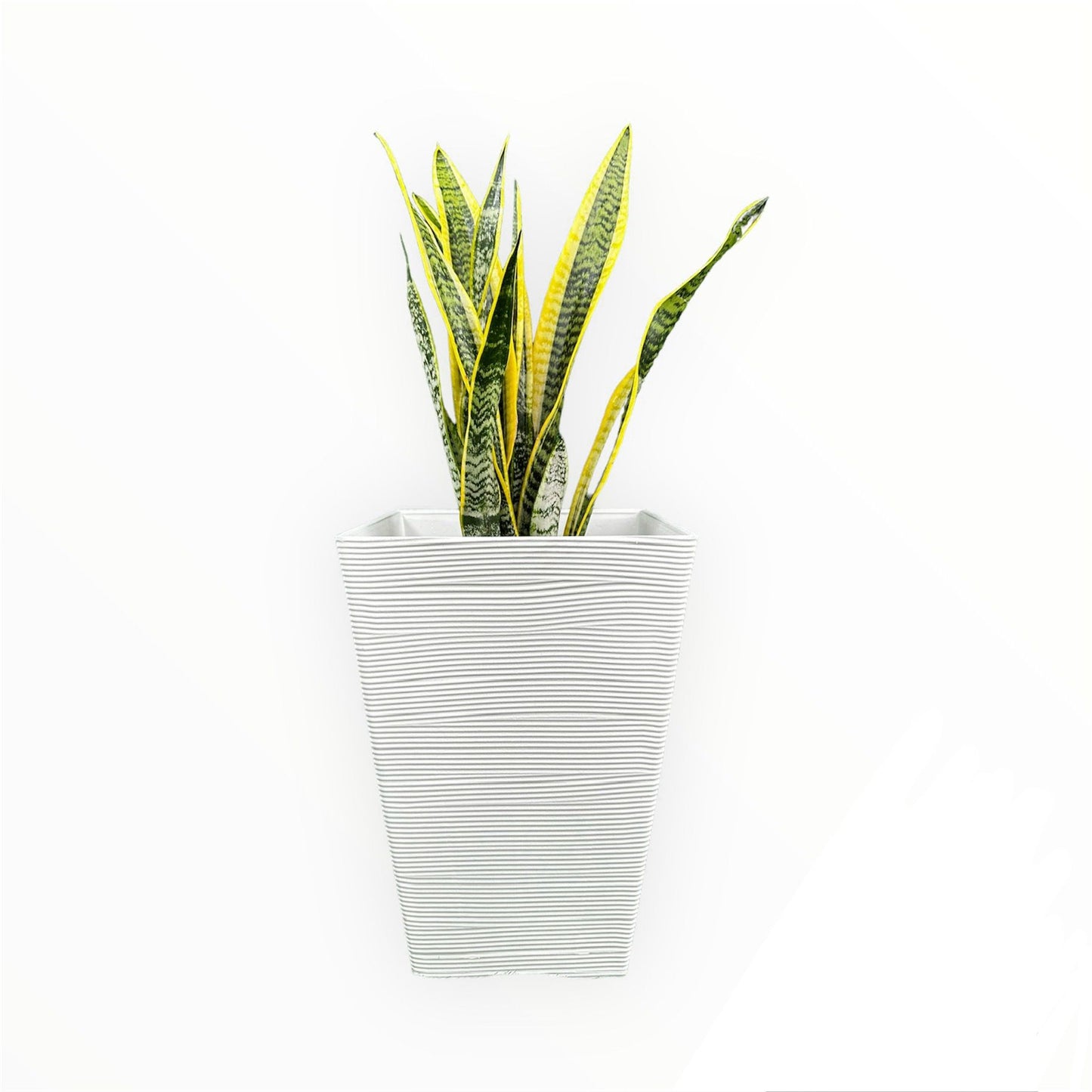 Sansevieria