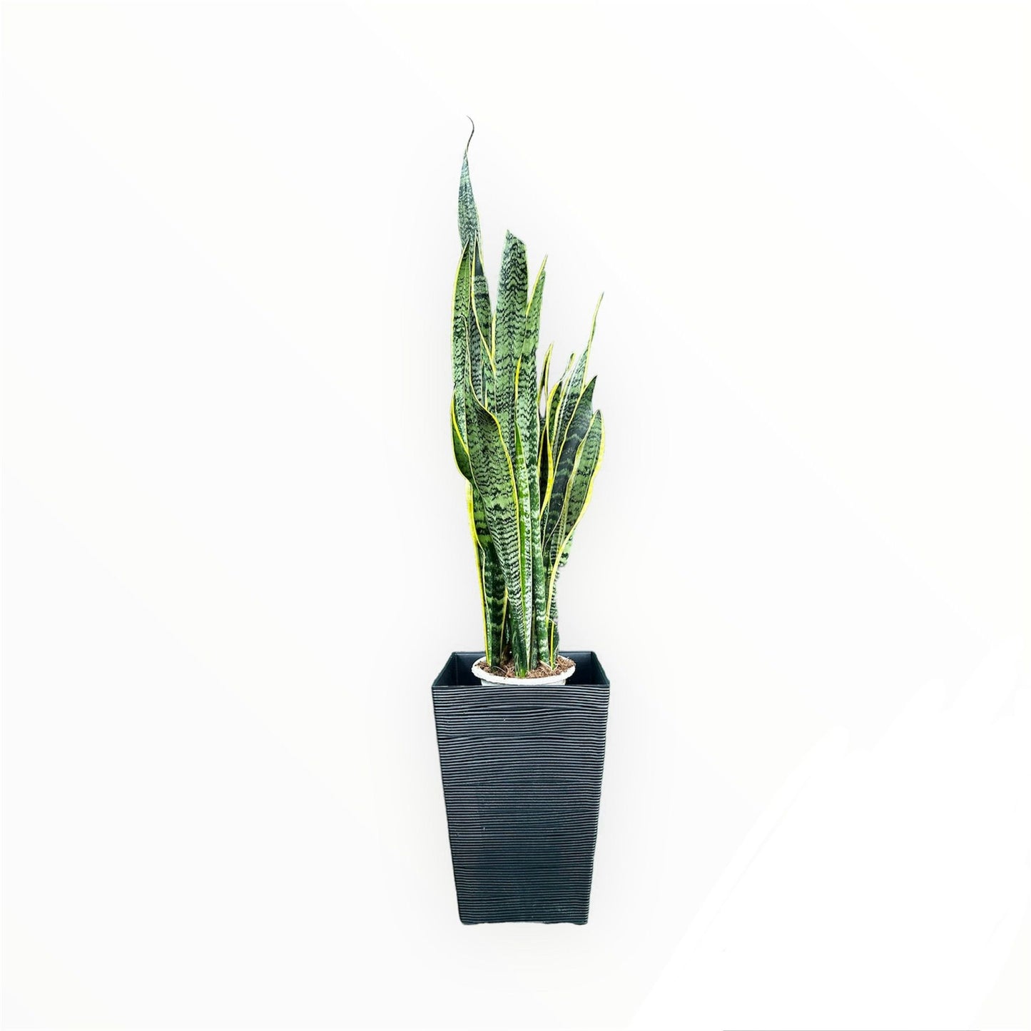 Sansevieria