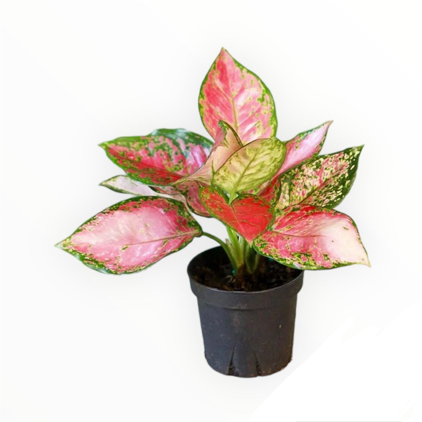 Aglaonema Red