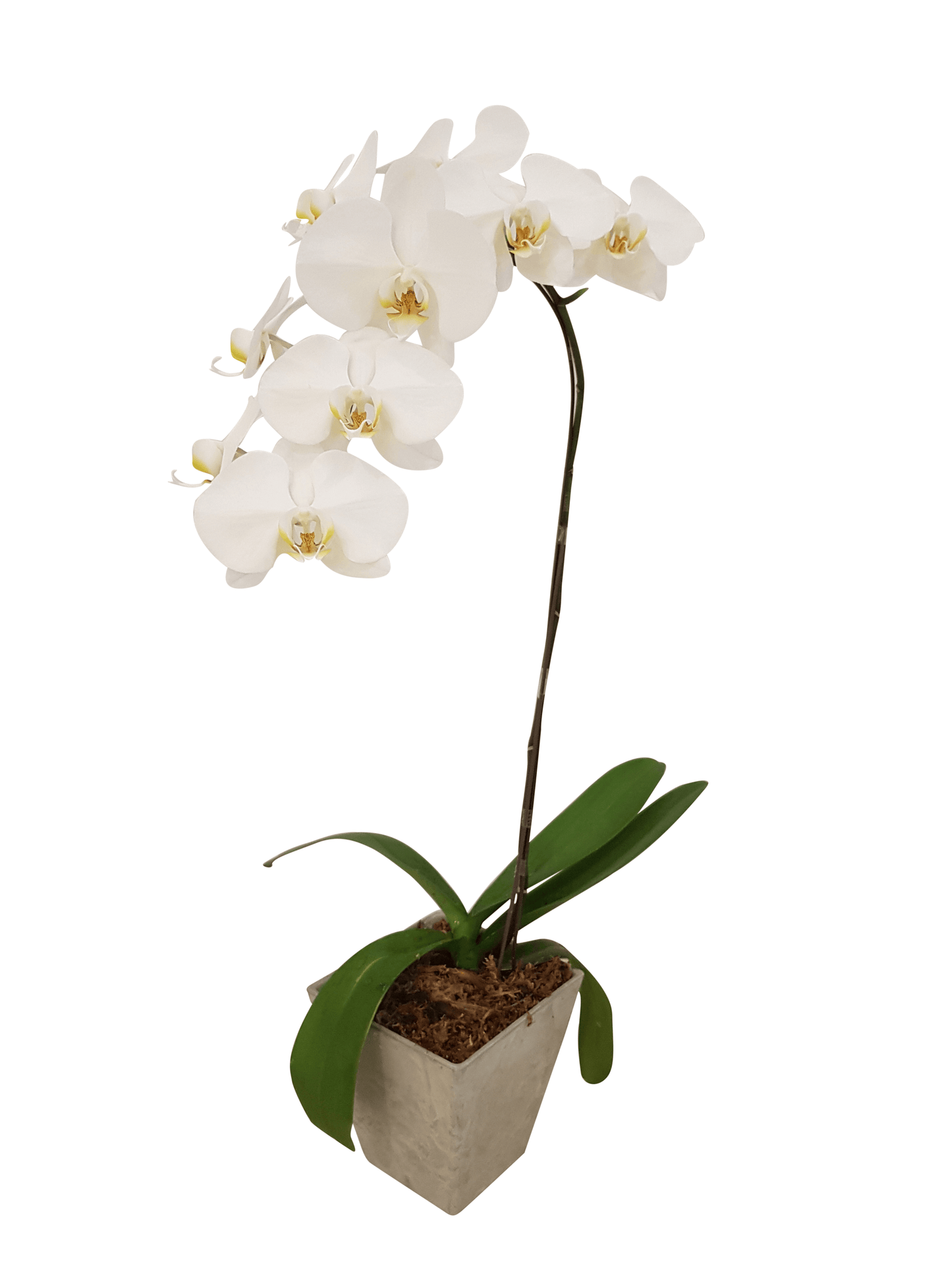 White Orchid